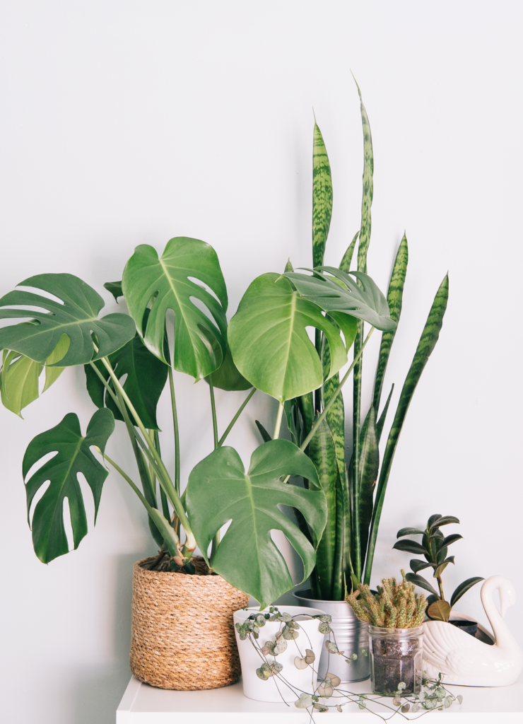 Houseplants, succulents, air plants